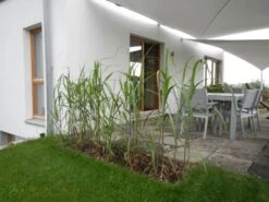 Riesen Chinaschilf 'Aksel Olsen' -Angebote Blumen Takt Store b067617 Riesen Chinaschilf Aksel Olsen 324254 0