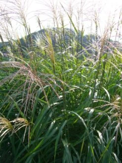 Chinaschilf 'Kleine Fontäne' -Angebote Blumen Takt Store b067634 Garten Chinaschilf 59183 1