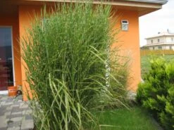 Stachelschweingras / Zebraschilf 'Strictus' -Angebote Blumen Takt Store b067646 Stachelschweingras Zebraschilf 61860 0