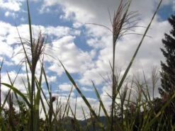 Überhängendes Zebra Chinaschilf 'Zebrinus' -Angebote Blumen Takt Store b067650 Ueberhaengendes Zebra Chinaschilf Zebrinus 193676 0