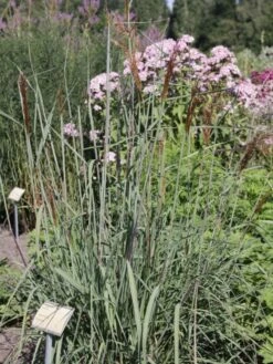 Indianergras 'Indian Steel' -Angebote Blumen Takt Store b067709 Indianergras Indian Steel 0