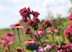 Veränderte Flammenblume 'Natural Feelings' ® -Angebote Blumen Takt Store b072465 Veraenderte Garten Flammenblume Natural Feelings 0