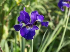 Bartlose Schwertlilie 'Silver Edge' -Angebote Blumen Takt Store bartlose schwertlilie silver edge m059287 w 1