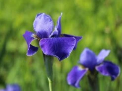 Bartlose Schwertlilie 'Silver Edge' -Angebote Blumen Takt Store bartlose schwertlilie silver edge m059287 w 3