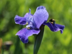 Bartlose Schwertlilie 'Silver Edge' -Angebote Blumen Takt Store bartlose schwertlilie silver edge m059287 w 4