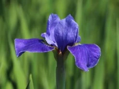 Bartlose Schwertlilie 'Silver Edge' -Angebote Blumen Takt Store bartlose schwertlilie silver edge m059287 w 5