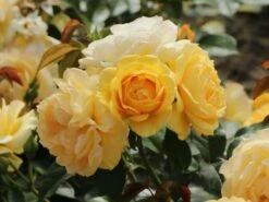 Beetrose 'Absolutely Fabulous' -Angebote Blumen Takt Store beetrose absolutely fabulous m122032 w 1