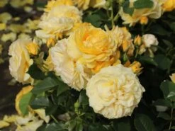 Beetrose 'Absolutely Fabulous' -Angebote Blumen Takt Store beetrose absolutely fabulous m122032 w 2