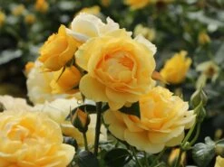 Beetrose 'Absolutely Fabulous' -Angebote Blumen Takt Store beetrose absolutely fabulous m122032 w 3