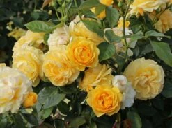 Beetrose 'Absolutely Fabulous' -Angebote Blumen Takt Store beetrose absolutely fabulous m122032 w 4