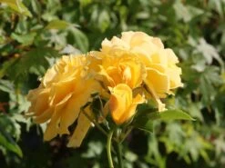 Beetrose 'Absolutely Fabulous' -Angebote Blumen Takt Store beetrose absolutely fabulous m122032 w 5