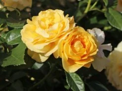 Beetrose 'Absolutely Fabulous' -Angebote Blumen Takt Store beetrose absolutely fabulous m122032 w 6