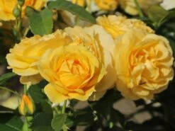 Beetrose 'Absolutely Fabulous' -Angebote Blumen Takt Store beetrose absolutely fabulous m122032 w 9