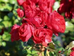 Beetrose 'Manora' ® -Angebote Blumen Takt Store beetrose manora m114661 w 0