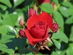 Beetrose 'Manora' ® -Angebote Blumen Takt Store beetrose manora m114661 w 10