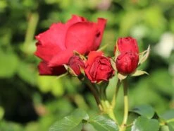 Beetrose 'Manora' ® -Angebote Blumen Takt Store beetrose manora m114661 w 2