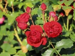 Beetrose 'Manora' ® -Angebote Blumen Takt Store beetrose manora m114661 w 4