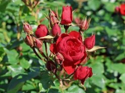 Beetrose 'Manora' ® -Angebote Blumen Takt Store beetrose manora m114661 w 7