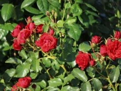 Beetrose 'Manora' ® -Angebote Blumen Takt Store beetrose manora m114661 w 8