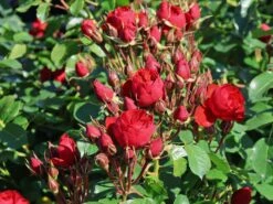 Beetrose 'Manora' ® -Angebote Blumen Takt Store beetrose manora m114661 w 9