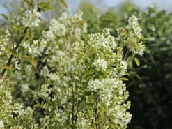 Besen-Felsenbirne -Angebote Blumen Takt Store besen felsenbirne m068317 w 0