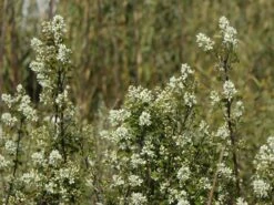 Besen-Felsenbirne -Angebote Blumen Takt Store besen felsenbirne m068317 w 3