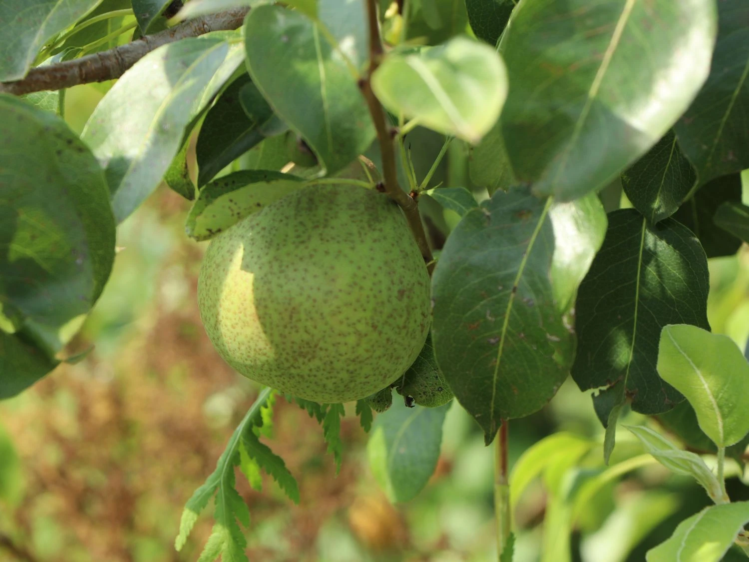 Birne 'Champagner Bratbirne' 3 Birne 'Champagner Bratbirne'