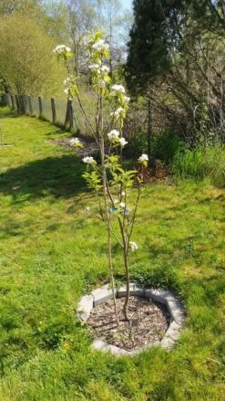 Birne 'Conference' 15 Birne 'Conference' -Angebote Blumen Takt Store birne conference m006624 193676 0