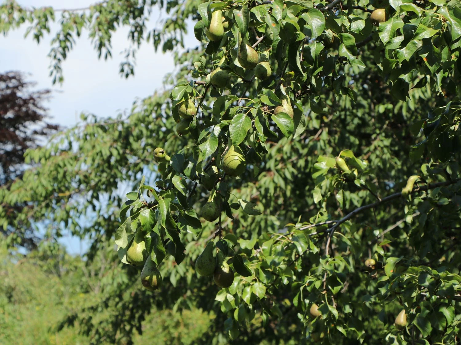 Birne 'Conference' 5 Birne 'Conference' – Bild 3