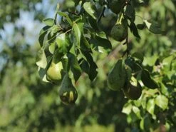 Birne 'Conference' 12 Birne 'Conference' -Angebote Blumen Takt Store birne conference m006624 w 1