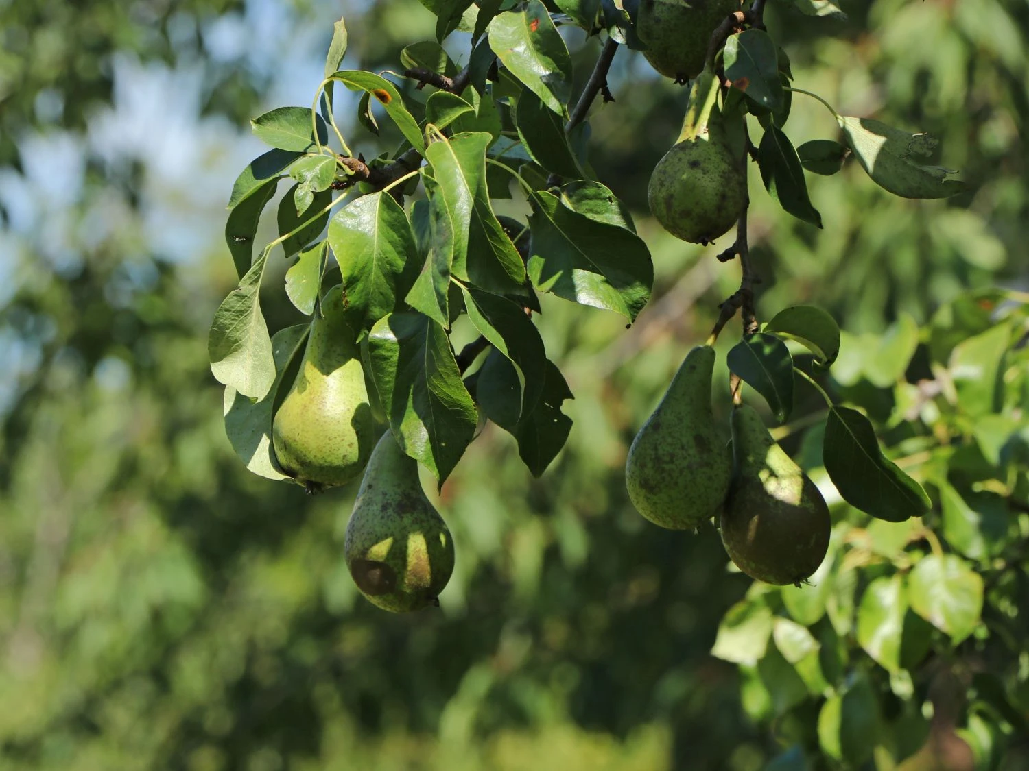 Birne 'Conference' 6 Birne 'Conference' – Bild 4