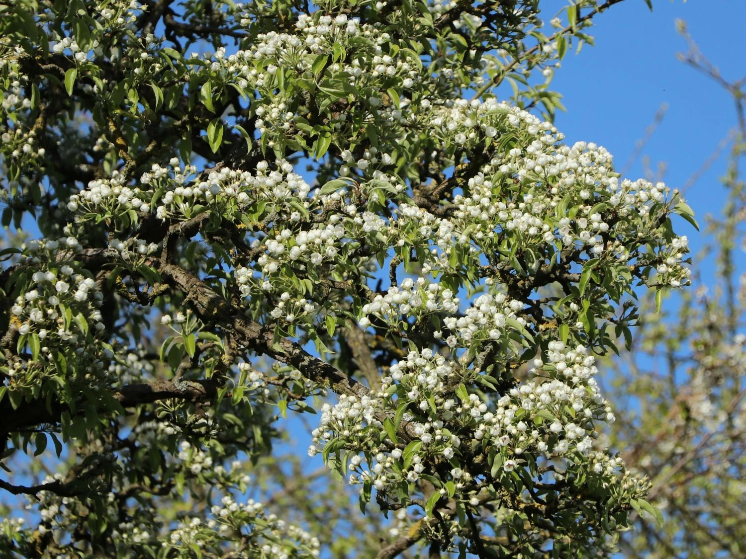 Birne 'Conference' 8 Birne 'Conference' – Bild 6