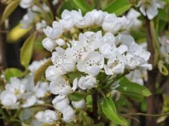 Birne 'Conference' 13 Birne 'Conference' -Angebote Blumen Takt Store birne conference m006624 w 4