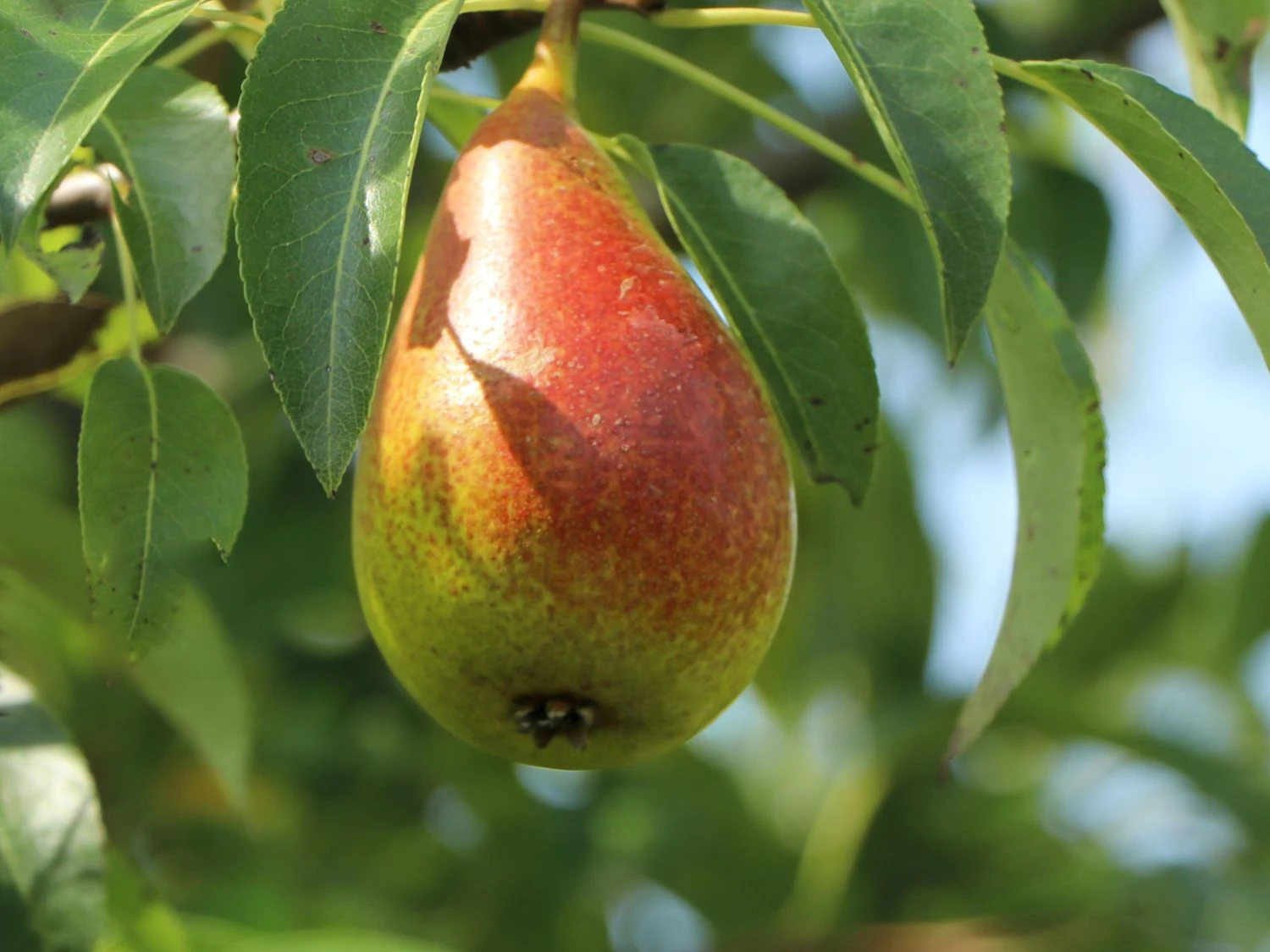 Birne 'Talgar Beauty' 3 Birne 'Talgar Beauty'