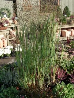 Bläuliche Ruten-Hirse 'Heavy Metal' -Angebote Blumen Takt Store blaeuliche ruten hirse heavy metal m012560 w 0