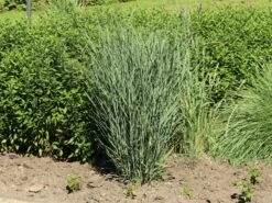 Bläuliche Ruten-Hirse 'Heavy Metal' -Angebote Blumen Takt Store blaeuliche ruten hirse heavy metal m012560 w 1