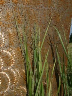 Bläuliche Ruten-Hirse 'Heavy Metal' -Angebote Blumen Takt Store blaeuliche ruten hirse heavy metal m012560 w 2