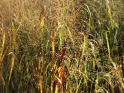 Bläuliche Ruten-Hirse 'Heavy Metal' -Angebote Blumen Takt Store blaeuliche ruten hirse heavy metal m012560 w 4