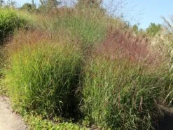 Bläuliche Ruten-Hirse 'Heavy Metal' -Angebote Blumen Takt Store blaeuliche ruten hirse heavy metal m012560 w 5