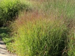 Bläuliche Ruten-Hirse 'Heavy Metal' -Angebote Blumen Takt Store blaeuliche ruten hirse heavy metal m012560 w 6