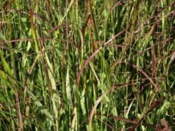 Bläuliche Ruten-Hirse 'Heavy Metal' -Angebote Blumen Takt Store blaeuliche ruten hirse heavy metal m012560 w 7