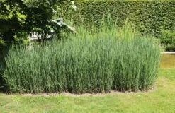 Bläuliche Ruten-Hirse 'Heavy Metal' -Angebote Blumen Takt Store blaeuliche ruten hirse heavy metal m012560 w 8