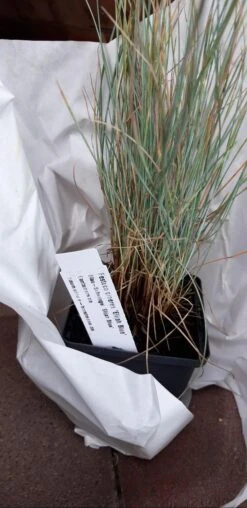 Blau-Schwingel 'Elijah Blue' -Angebote Blumen Takt Store blau schwingel elijah blue m061845 1313374 0