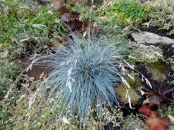 Blau-Schwingel 'Elijah Blue' -Angebote Blumen Takt Store blau schwingel elijah blue m061845 767296 0