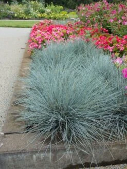 Blau-Schwingel 'Elijah Blue' -Angebote Blumen Takt Store blau schwingel elijah blue m061845 w 1