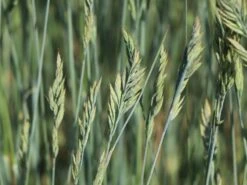 Blau-Schwingel 'Elijah Blue' -Angebote Blumen Takt Store blau schwingel elijah blue m061845 w 2