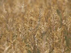 Blau-Schwingel 'Elijah Blue' -Angebote Blumen Takt Store blau schwingel elijah blue m061845 w 4