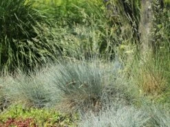 Blau-Schwingel 'Elijah Blue' -Angebote Blumen Takt Store blau schwingel elijah blue m061845 w 5