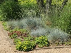 Blau-Schwingel 'Elijah Blue' -Angebote Blumen Takt Store blau schwingel elijah blue m061845 w 6