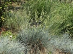 Blau-Schwingel 'Elijah Blue' -Angebote Blumen Takt Store blau schwingel elijah blue m061845 w 7